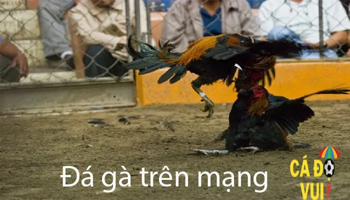 Đá gà trên mạng 14